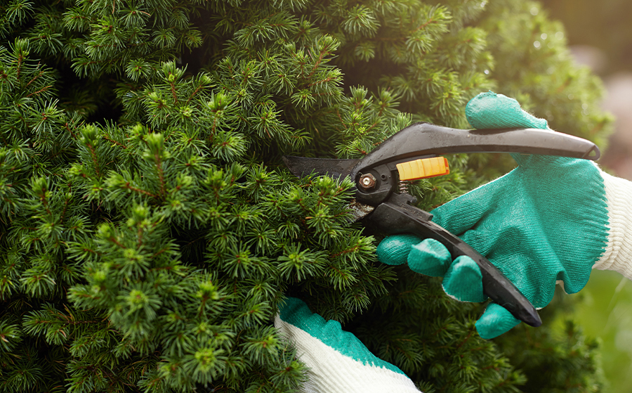 Specialized Landscape Maintenance Services